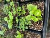 Herb Trio 3.5" Pot